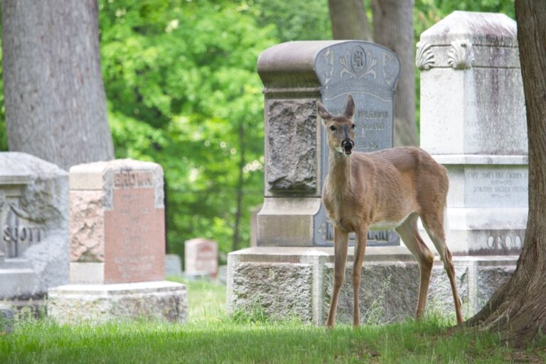 Pink Hill Funeral Home Obituaries: Honoring Lives Lost